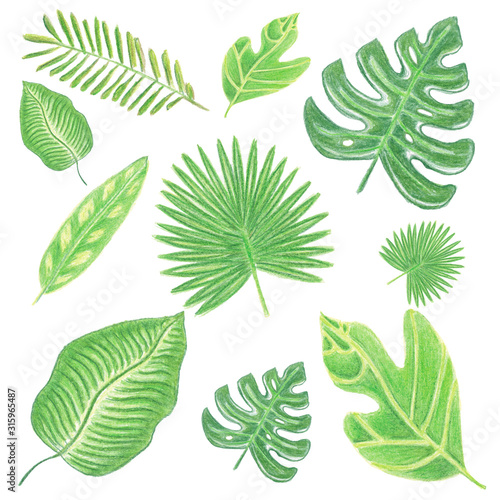 Set of green tropic hand drawn illustrations of leaves on white background. Watercolor pencils templates for banners, backgrounds, post cards, textile.