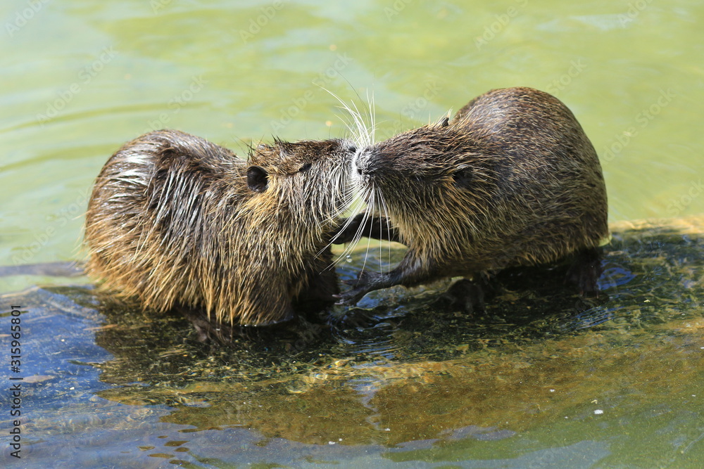 Zwei Bisamratten in Harmonie