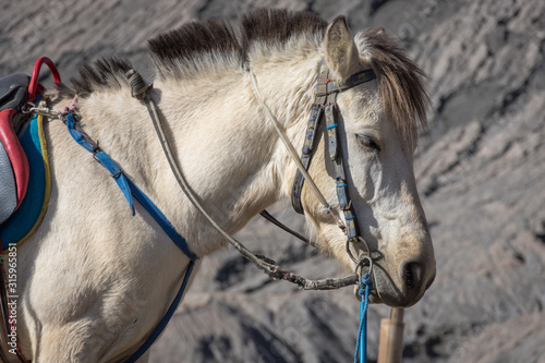 A white horse on Mount Bromo. Mount Bromo is an active volcano and one of the most visited tourist attractions in East Java, Indonesia. photo