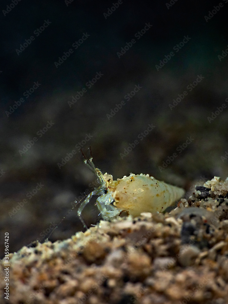 Hermit Crab somewhere in the coral reef
