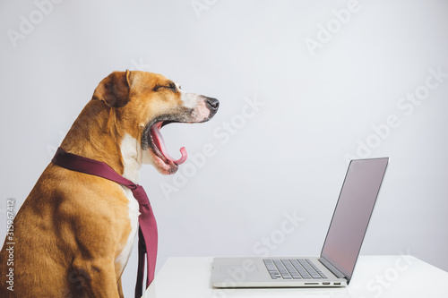 Obraz na plátně Yawning dog in a tie in front of a computer