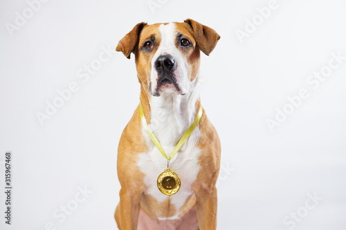 Photography Cute dog wearing a winning prize golden medal