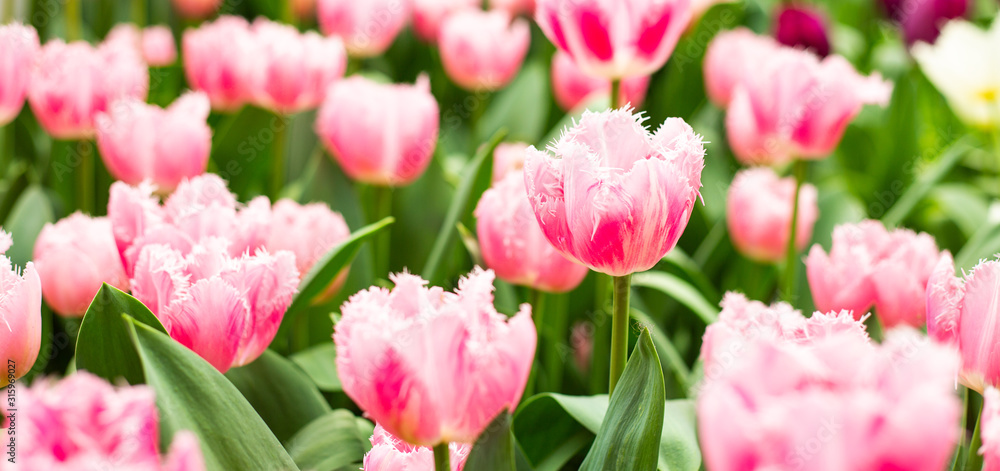 Flower bed of pink beautiful tulips. Blooming flowers in Keukenhof park in Netherlands, Europe Flower bed of pink beautiful tulips. Blooming flowers in Keukenhof park in Netherlands, Europe