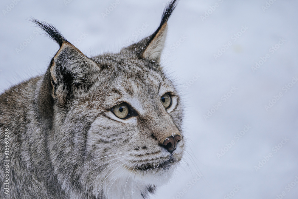 Luchs Luchs