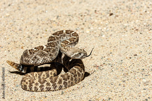 Canvastavla Western Diamondback Rattlesnake