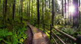 Lynn Canyon Park, North Vancouver, British Columbia, Canada. Beautiful Wooden Path in the Rainforest during a wet and rainy day with sunny break.