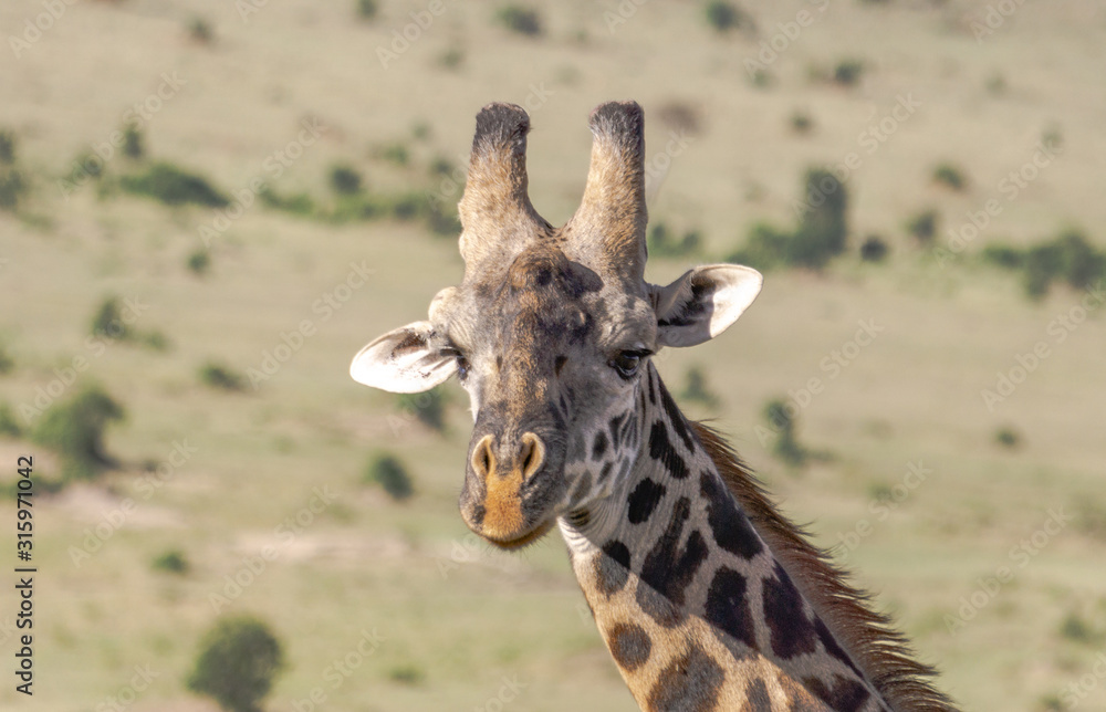 Obraz premium Africa