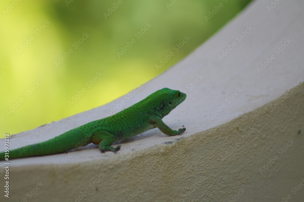 Fototapeta premium Gecko des Seychelles