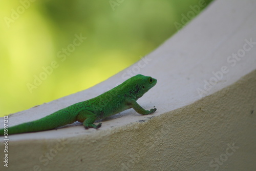 Gecko des Seychelles