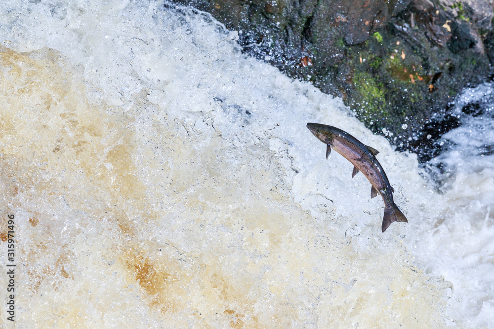 Obraz premium Leaping salmon