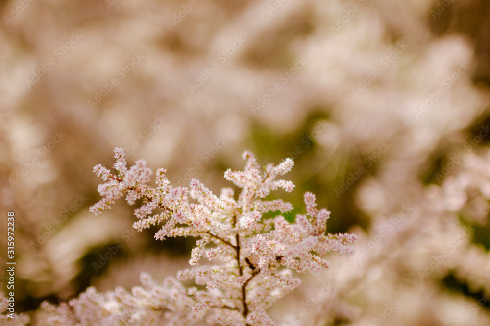 Spring flowering tamarisk bushes on a blurred background with bokeh. Pink flowers on a branch.