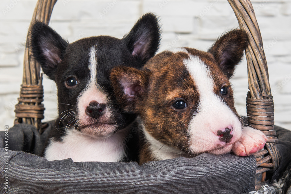 Two Funny small babies Basenji puppies dogs Stock Photo | Adobe Stock