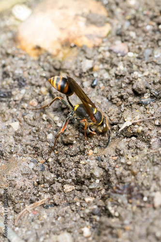 Closeup of a wasp collecting mud for nesting (prob. Sceliphron curvatum)