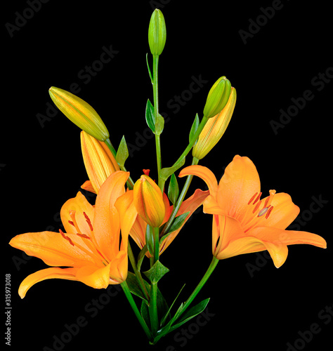 orange Lily isolated by black