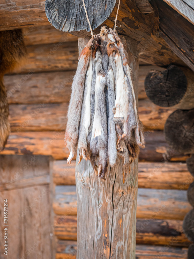 Squirrel skin hang on a on the porch of the wooden log house. Hunting and  fur harvesting. Animal peltry Stock Photo | Adobe Stock