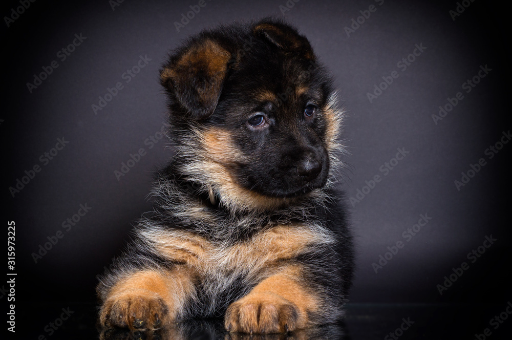 little German shepherd puppy on a dark background little German shepherd puppy on a dark background