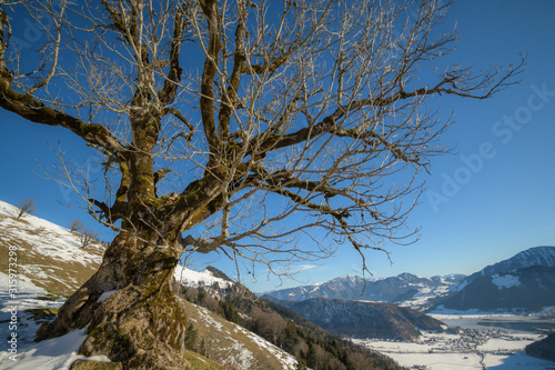 Bemoster Ahorn bei Blauem HImmel und Schnee in den Alpen