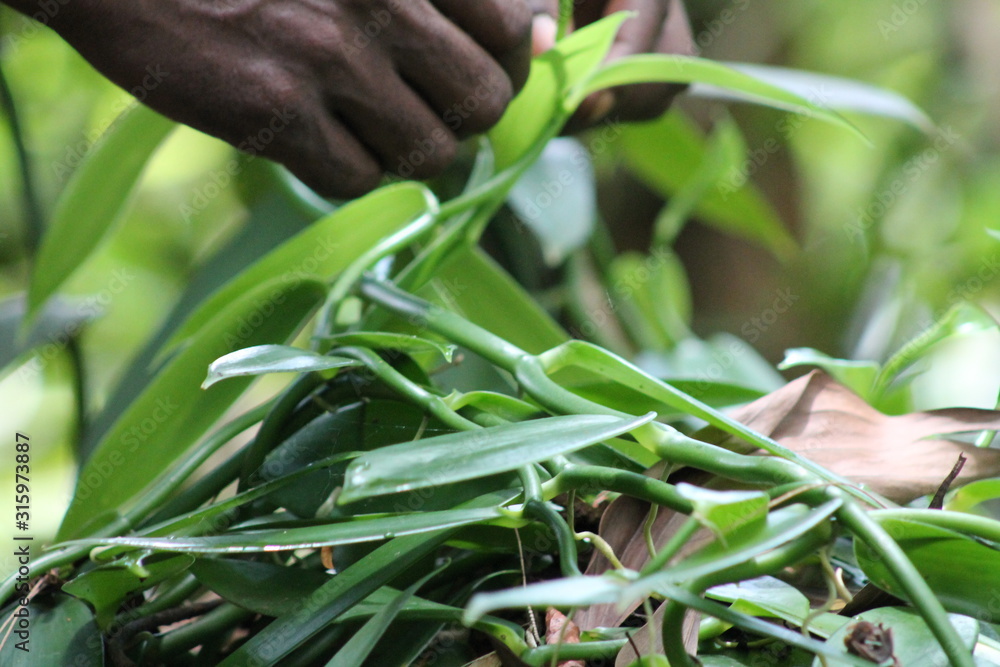 Naklejka premium Vanille