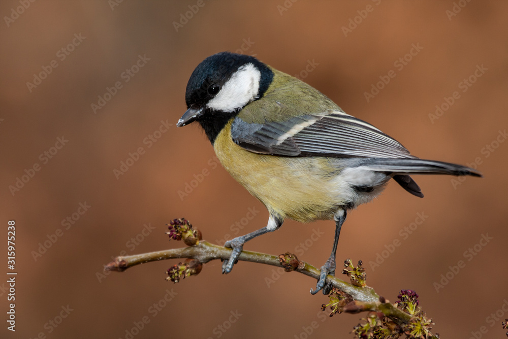 Great Tit, Parus major, perched on a branch with a clear uniform background. Leon, Spain Great Tit, Parus major, perched on a branch with a clear uniform background. Leon, Spain