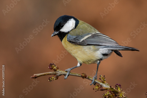 Great Tit, Parus major, perched on a branch with a clear uniform background. Leon, Spain