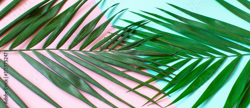 green palm leaves on a pastel pink and blue background  minimal layout