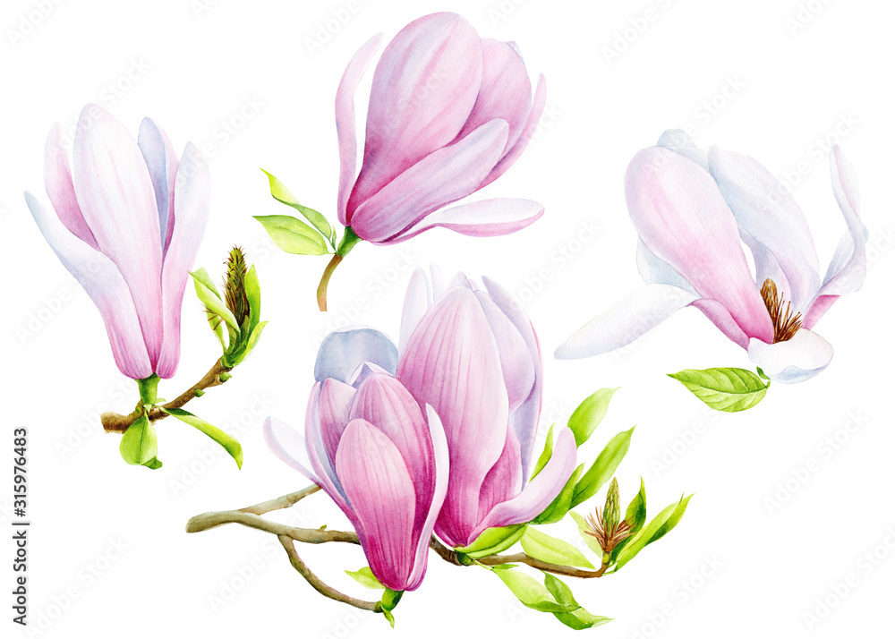 Fototapeta premium set of magnolia flowers on an isolated transparent background, watercolor illustration, hand drawing, botanical painting, tropical flora