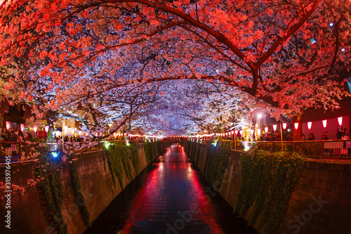 目黒川の満開の夜桜