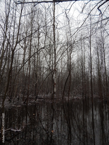 Canadian Forest in Winter