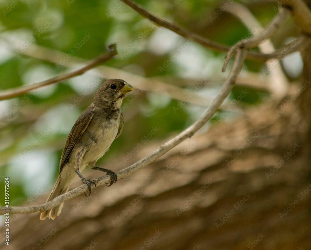 Pájaro pequeño Posado en Árbol a reguardando del Calor Pájaro pequeño Posado en Árbol a reguardando del Calor