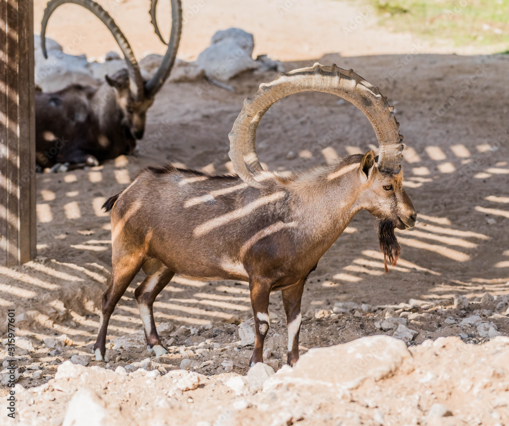 A Wild Animal Nubian Ibex with Big Horns