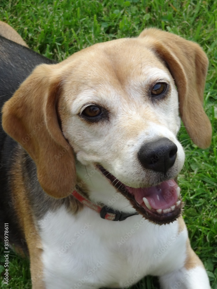 Beagle heureux 