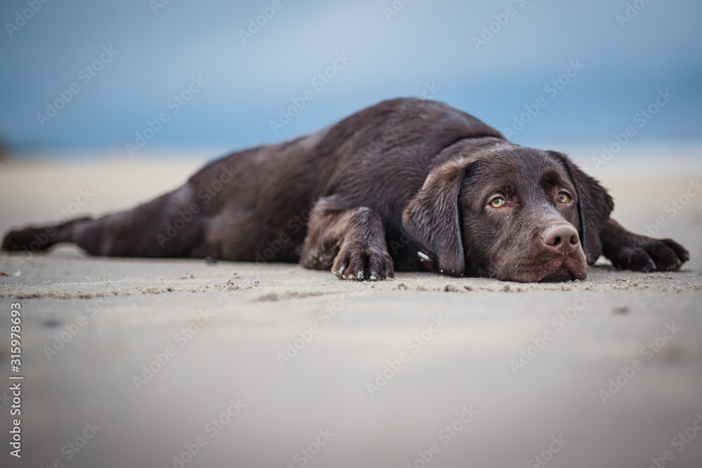 portrait on the beach of a labrador dog portrait on the beach of a labrador dog