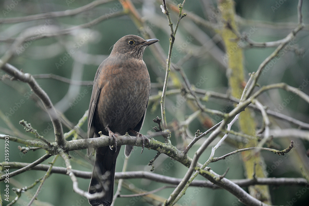 Amsel in Baum Amsel in Baum