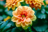 Orange dahlia blooming in garden. A picture of the beautiful orange dahlia. Soft focus, top view