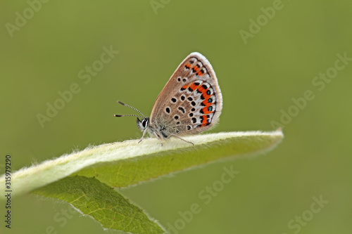 Silver stained brown eye; Plebejus argus