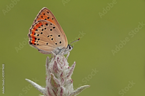 Small fire butterfly ; Lycaena thersamon photo