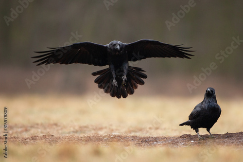 common raven, corvus corax, northern raven