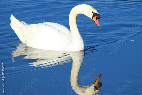 Swan on the lake in winter