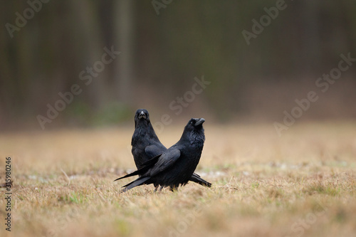 common raven  corvus corax  northern raven