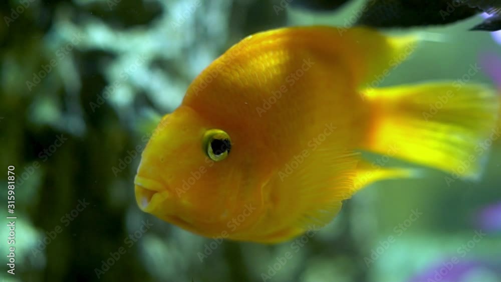 Close-up macro of orange yellow goldfish that swims underwater in the ocean near a coral, slow motion. Close-up macro of orange yellow goldfish that swims underwater in the ocean near a coral, slow motion.