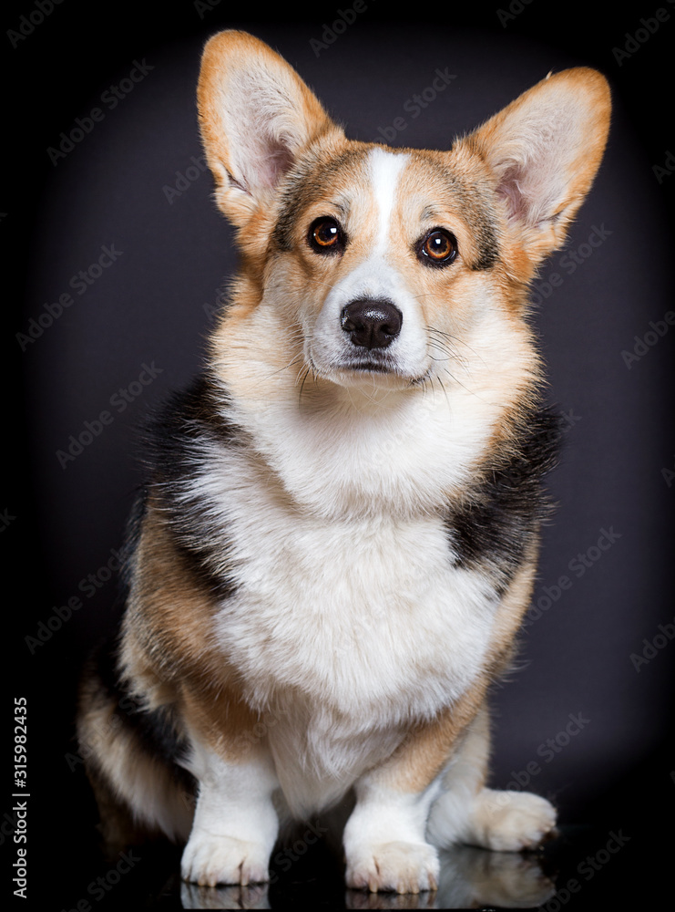 welsh corgi dog on a dark background
