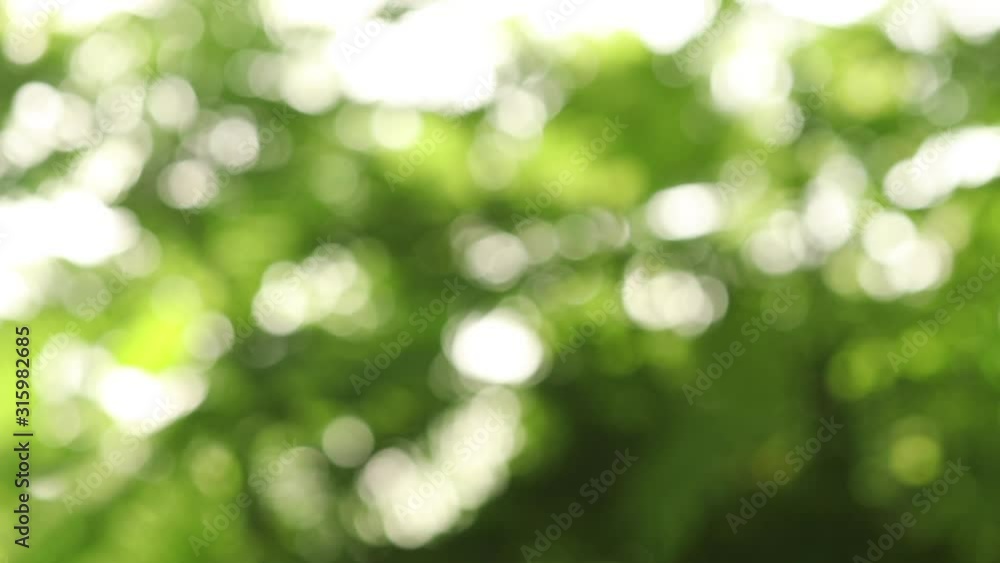 Abstract blurred green leaf for background and texture. Used as a title for introduce or footage work. Abstract blurred green leaf for background and texture. Used as a title for introduce or footage work.