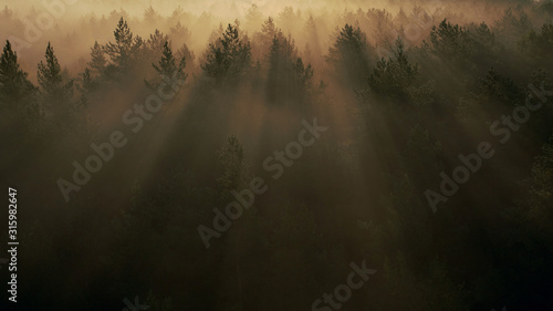 Bright rays of the sun in a magical morning forest