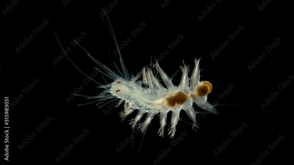 a young worm Polychaeta under a microscope, the family Hesionidae, order Aciculata, are distinguished by long antennae developed throughout the body a young worm Polychaeta under a microscope, the family Hesionidae, order Aciculata, are distinguished by long antennae developed throughout the body