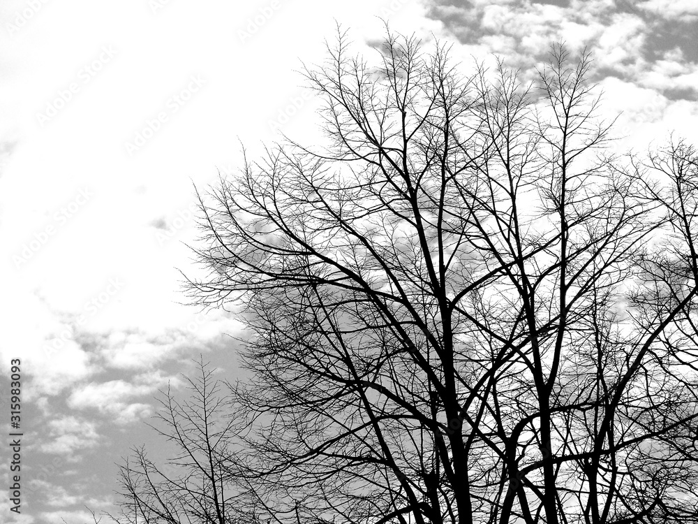 Beautiful panoramic view of the trees with amazing sky and clouds in the background in winter days in the village Beautiful panoramic view of the trees with amazing sky and clouds in the background in winter days in the village