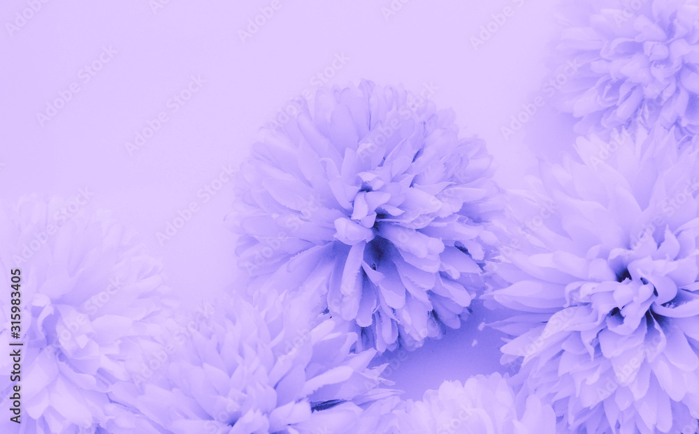 Beautiful abstract color blue and purple flowers on white background and blue flower frame and pink leaves texture, light purple background, colorful banner happy valentine Beautiful abstract color blue and purple flowers on white background and blue flower frame and pink leaves texture, light purple background, colorful banner happy valentine