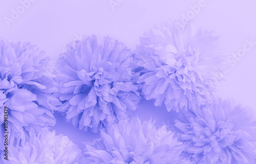 Beautiful abstract color blue and purple flowers on white background and blue flower frame and pink leaves texture  light purple background  colorful banner happy valentine