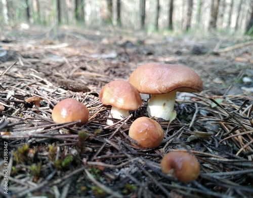 Slippery jack (Suillus luteus) mushrooms in the forest
