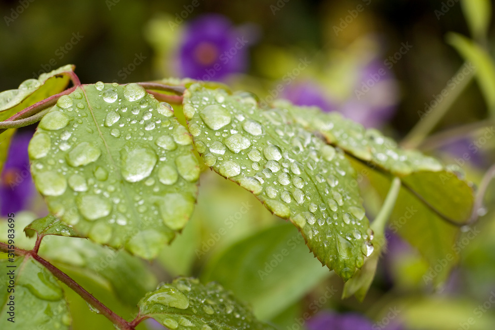 Raindrops on a green leaf Raindrops on a green leaf