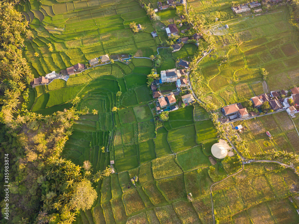 Aerial top view to rice terraces near Ubud town. Photo from drone. Ubud, Bali, Indonesia